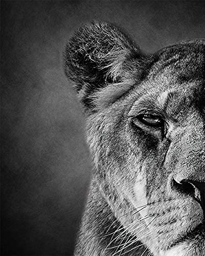 Black and White Theme Wild Animals Lioness Male lion female lion Wall Paintings Set of 2 Wall Art for Bedroom Wall Canvas Decor Wall Art Print Poster for Office Living Home Decor 8X10 inches No frame