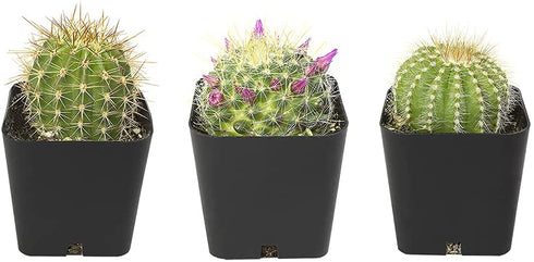 Cactus Plants (Mix of 3), Mammillaria Cactus Plants Live in Cactus Soil, Opuntia Cactus Live Plants, Cacti Plants Live, Cactus D©cor Succulents, Cacti D©cor Drought Tolerant Plants by Plants for Pets