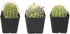 Cactus Plants (Mix of 3), Mammillaria Cactus Plants Live in Cactus Soil, Opuntia Cactus Live Plants, Cacti Plants Live, Cactus D©cor Succulents, Cacti D©cor Drought Tolerant Plants by Plants for Pets
