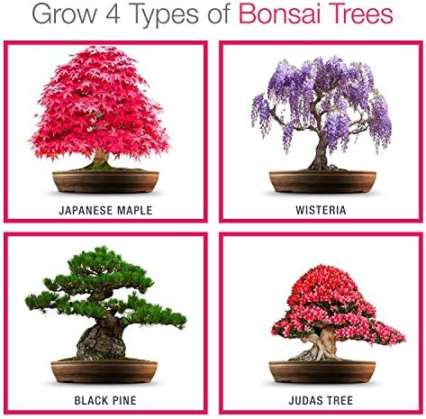 Grow Your Own Bonsai kit | Tree Plants & Seeds | Crafts Hobby Kits | Easily Grow 4 Types of Bonsai Trees with Our Complete Beginner Friendly Kit | Christmas Gift Ideas for Plant Lovers