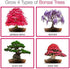 Grow Your Own Bonsai kit | Tree Plants & Seeds | Crafts Hobby Kits | Easily Grow 4 Types of Bonsai Trees with Our Complete Beginner Friendly Kit | Christmas Gift Ideas for Plant Lovers