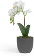 Barnyard Designs 14? Artificial Phalaenopsis Orchid, Indoor Faux Potted House Plant with Flowers for Home, Office, or Parlor Decor