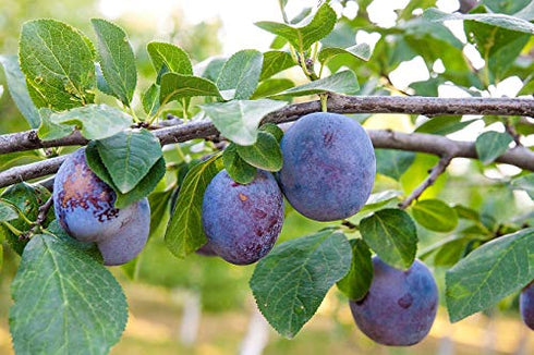 Organic Pitted Prunes, 8 Ounces — Dried California Plums, Non-GMO, Kosher, Unsulfured, Unsweetened, Bulk