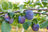 Organic Pitted Prunes, 8 Ounces — Dried California Plums, Non-GMO, Kosher, Unsulfured, Unsweetened, Bulk