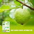 Guava Leaf Tea 20 Individually Wrapped Teabags - Supports Digestion Healthy Blood Sugar Levels Healthy Sleep