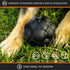 Ultra Durable Tumbler Treat Ball - Lifetime Replacement Guarantee - Aggressive Chewer Approved - Made in USA - Medium/Large Dogs - Safe & Non-Toxic Natural Rubber - Monster K9 Dog Toys