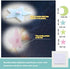 HO BEAR Starry Sky Galaxy Wolf Room Decor Wall Decal and Glow Moon Star Stickers Teen Bedroom Wall Decor Murals