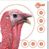 EZ Aim™ Paper Shooting Target Turkey Target by Allen®, 12 inch x 12 inch, 6 Pack, Multicolor, One Size (15322)