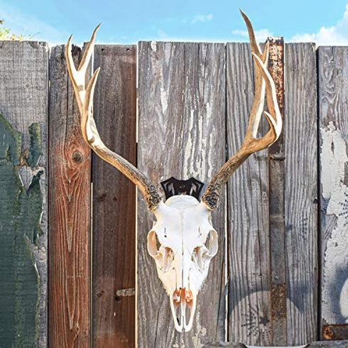 European Mount Skull Hanger - Display Your Deer Skull Mount with Pride, Uniquely Designed European Deer Mount Bracket, We Created Our Skull Hooks to be Noticed, Feature Your Deer Skull