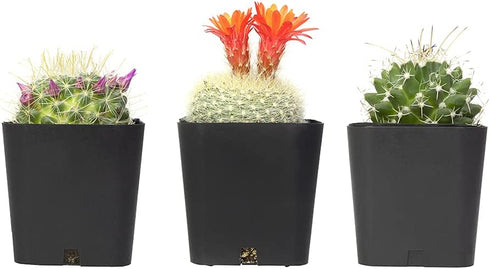 Cactus Plants (Mix of 3), Mammillaria Cactus Plants Live in Cactus Soil, Opuntia Cactus Live Plants, Cacti Plants Live, Cactus D©cor Succulents, Cacti D©cor Drought Tolerant Plants by Plants for Pets