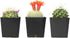 Cactus Plants (Mix of 3), Mammillaria Cactus Plants Live in Cactus Soil, Opuntia Cactus Live Plants, Cacti Plants Live, Cactus D©cor Succulents, Cacti D©cor Drought Tolerant Plants by Plants for Pets