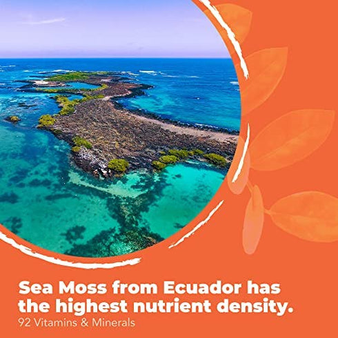INFINITE AGE: Sea Moss Advanced - High-Potency Vegan Superfood with Bladderwrack and Burdock Root - 60 Capsules - Overall Health and Immunity Support - Made in The USA - Purity Transparency