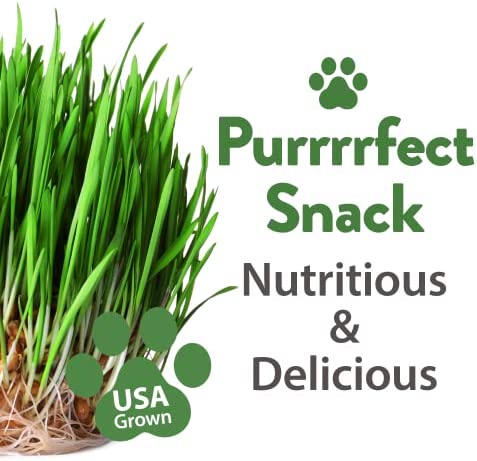 Cat Grass Seeds - Grow Cat Grass for Indoor Cats - Cat Grass Seeds Bulk - Refill Cat Growing Grass Kit - Heirloom Cat Grass Seed (Cat Grass - 3pack)