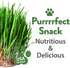 Cat Grass Seeds - Grow Cat Grass for Indoor Cats - Cat Grass Seeds Bulk - Refill Cat Growing Grass Kit - Heirloom Cat Grass Seed (Cat Grass - 3pack)