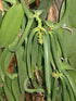 10 Split Extract Grade B Madagascar Bourbon Vanilla Beans 13~15 cm (5~6") by Vanilla Products USA