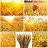 yarlung 300 Stems 16 Inch Dried Wheat Sheaves, Natural Wheat Stalks Bundle Fall Arrangement for DIY Craft, Home Table, Wedding