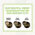 Schwarzkopf Simply Color Permanent Hair Color, 6.0 Cool Brown