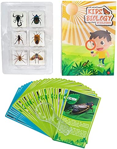 EJLIFEBOX 6 PCS Insect Specimen Set, Spider/Scorpion/Cricket/Flower Chafers/Stink Bug/Spotted Lanternfly Resin Collection Science Toys