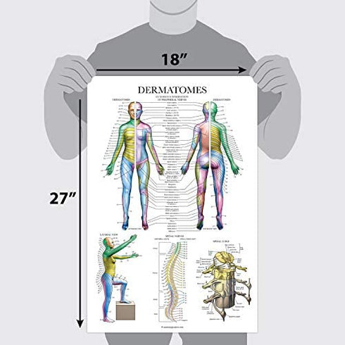 Palace Learning Dermatomes & Nervous System Anatomical Chart - Dermatomes Anatomy Poster