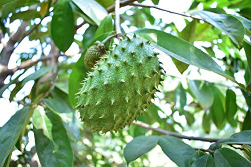 Soursop/Graviola/Guyabano Leaf Tea 60-Teabags (3.5oz/100g)