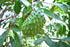 Soursop/Graviola/Guyabano Leaf Tea 60-Teabags (3.5oz/100g)