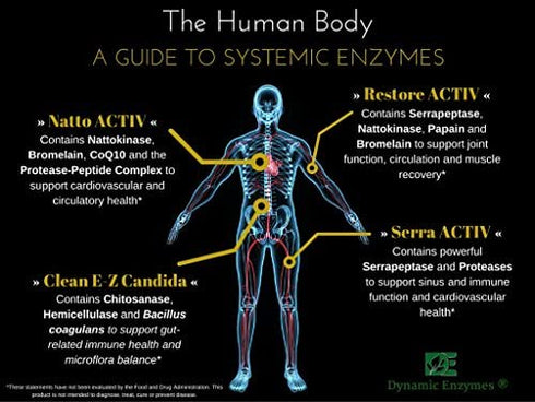 Restore ACTIV -Muscle, Joint & Tissue Support, Enteric-Coated Serrapeptase and Nattokinase - Systemic Enzymes | 90 Count