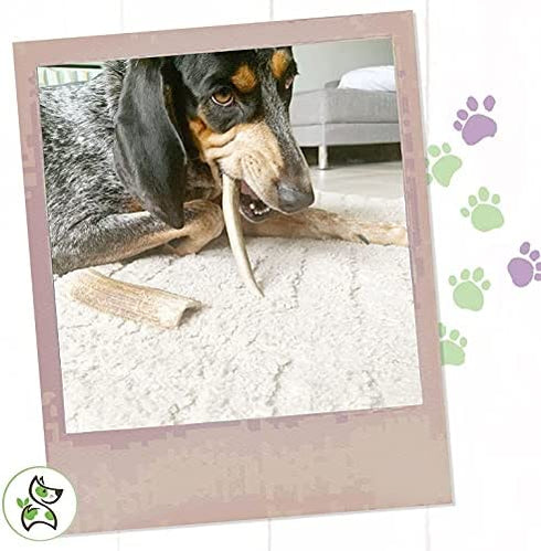 Nature Gnaws Deer Antlers for Small Dogs - Premium Natural USA Antler - Long Lasting Dog Chews for Aggressive Chewers - Mix of Split and Whole - 4-7 Inch