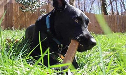 Authentic Himalayan Cheese Dog Chews, Medium Chews (Pack of 3), Yak Chews for Dogs Under 45 lbs