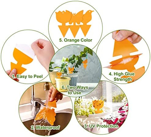 36 Pack Fruit Fly Gnat Traps for Indoor Outdoor Plants, Orange Fungus Gnats Killer for indoors Houseplants, Flying Insect Mosquitoes Catcher