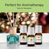 Winter Essential Oil Set of 6 Fragrance Oils - Christmas Wreath Pine, Vanilla, Peppermint, Cinnamon, Sugar Cookie, and Gingerbread by Good Essential Oils