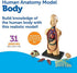 Learning Resources Human Body Model, Science Classroom Demonstration Tools, Realistic Human Anatomy Display, 31 Pieces, Grades 3+, Ages 8+