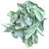 Ceylonflavors Curry Leaves Gluten Free Naturally Air Dried Herbs Fresh Groceries with All Flavors Asian Food Spices Pure and Organic - Kari Patta 0.5 oz / 15 g