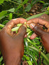 10 Split Extract Grade B Madagascar Bourbon Vanilla Beans 13~15 cm (5~6") by Vanilla Products USA
