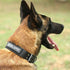 Excellent Elite Spanker 2 Pcs Magic Sticker Morale Patch Reflective Emotional Support Patch in Training Puppy for Dog Harnesses & Vests