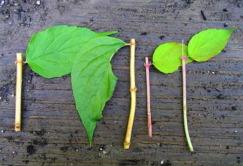 DIP N Grow DG00201 Liquid Hormone Concentrate Hydroponic Rooting Solution, 2-Ounce