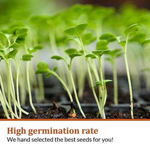 3600+ Herb Seeds - 12 Heirloom Varieties, Non-GMO Herbs Seeds for Planting Indoors & Outdoors | Culinary Herb Garden Seed Pack: Basil, Cilantro, Thyme, Mint, Oregano, Chives, Dill, Parsley, Tarragon