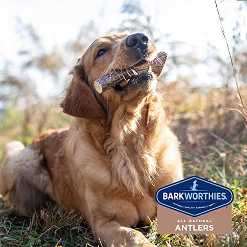 Barkworthies Hand Selected Naturally Shed Large Split Elk Antler (Single Antler) - Long Lasting, Odor Free Dog Chew for Large Dogs - No Chemical Treatments, No Added Preservatives