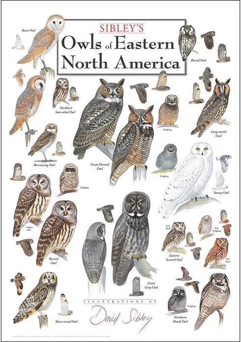 Earth Sky + Water - Sibley™s Owls of Eastern North America - Poster