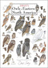Earth Sky + Water - Sibley™s Owls of Eastern North America - Poster