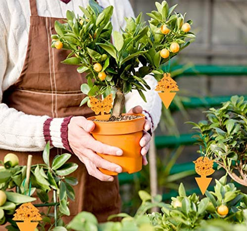 36 Pack Fruit Fly Gnat Traps for Indoor Outdoor Plants, Orange Fungus Gnats Killer for indoors Houseplants, Flying Insect Mosquitoes Catcher