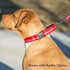 If It Barks - 1.5" Martingale Collar for Dogs - Adjustable - Nylon - Strong and Comfy - Ideal for Training - Made in USA - Large Finley