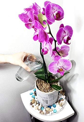 ILUVUMOREI 2 Pack of 10 inch Clear Round Plant Saucer, Thicker Plastic Tray for Indoor, Durable Flower Pot Planter Saucers with Multiple Support Footing Designed for Improved Airflow. (10" - 2 Pack)