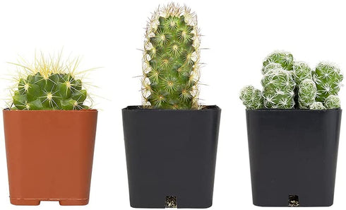 Cactus Plants (Mix of 3), Mammillaria Cactus Plants Live in Cactus Soil, Opuntia Cactus Live Plants, Cacti Plants Live, Cactus D©cor Succulents, Cacti D©cor Drought Tolerant Plants by Plants for Pets