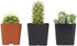 Cactus Plants (Mix of 3), Mammillaria Cactus Plants Live in Cactus Soil, Opuntia Cactus Live Plants, Cacti Plants Live, Cactus D©cor Succulents, Cacti D©cor Drought Tolerant Plants by Plants for Pets
