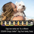 Cesar Simply Crafted Adult Soft Wet Dog Food Meal Topper Variety Pack, Chicken, Duck, Purple Potatoes, Pumpkin, Green Beans & Brown Rice and Chicken, Carrots, Barley & Spinach, (8) 1.3 oz. Tubs