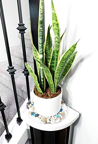 ILUVUMOREI 2 Pack of 10 inch Clear Round Plant Saucer, Thicker Plastic Tray for Indoor, Durable Flower Pot Planter Saucers with Multiple Support Footing Designed for Improved Airflow. (10" - 2 Pack)