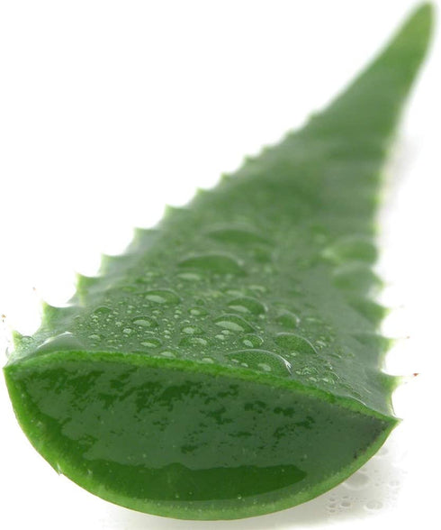 American Plant Exchange Aloe Vera Indoor/Outdoor Air Purifier Live Plant, 6" Pot, Natural Disinfectant/Sanitizer