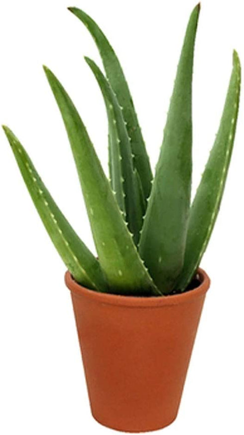 American Plant Exchange Aloe Vera Indoor/Outdoor Air Purifier Live Plant, 6" Pot, Natural Disinfectant/Sanitizer