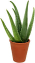 American Plant Exchange Aloe Vera Indoor/Outdoor Air Purifier Live Plant, 6" Pot, Natural Disinfectant/Sanitizer
