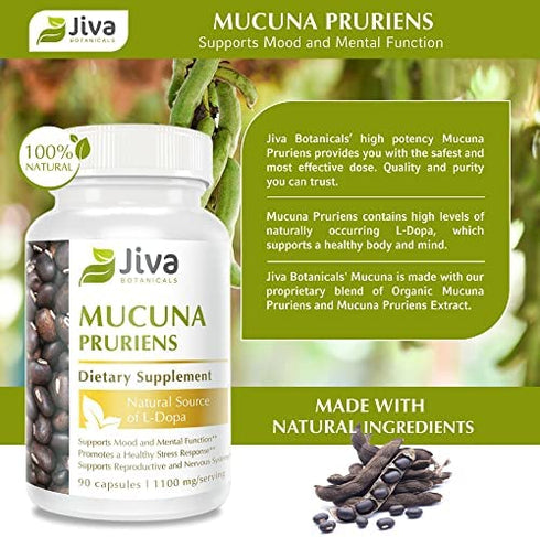 Jiva Botanicals - Mucuna Pruriens Capsules 1100 mg - Precursor to Dopamine Supplements - Velvet Beans containing L Dopa (L-Dopa) - Mucuna Pruriens Extract in Mucuna Pruriens Powder Form - 90 Capsules